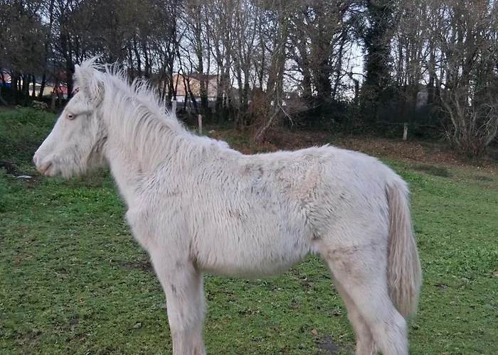 Estilo Americano 폰테베드라