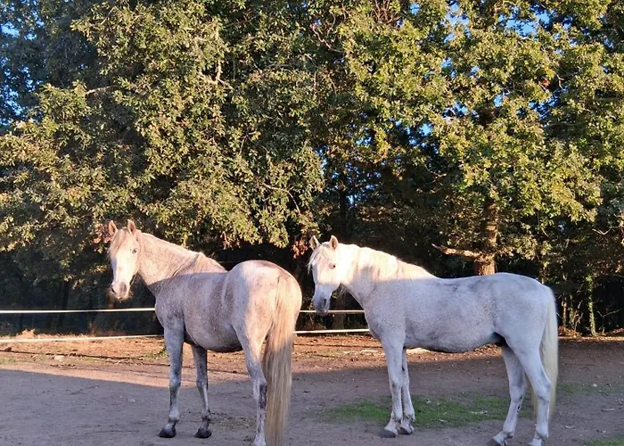 Estilo Americano 아파트